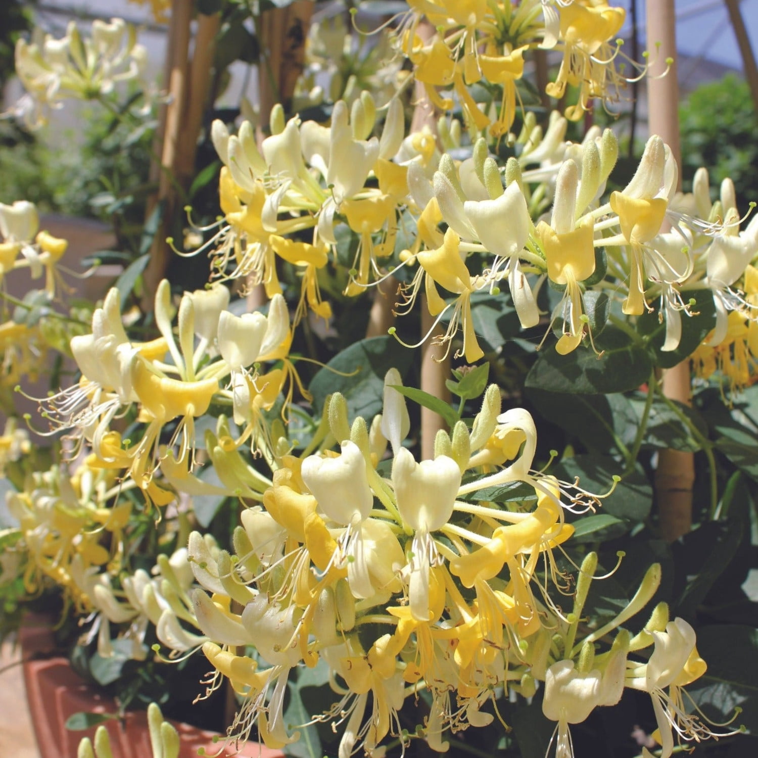 Proven Winners ColorChoice 5" Yellow 'Scentsation' Honeysuckle Live Plant in 4.5" Pot (4 Count)