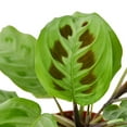 thumbnail image 5 of House Plant 4-MARANTA-LEUCONEURA Maranta Leuconeura Plant in 4 in. Pot, 5 of 9