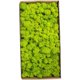 thumbnail image 1 of mhcb-tx musgo siempreviva micropaisaje musgo siempreviva decoración de pared accesorios, amarillo verdoso, 1 of 5