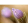 thumbnail image 2 of Jaynes Gallery 18x13 White Modern Wood Framed Museum Art Print Titled - Canada-Manitoba-Libau Prairie crocus flower close-up, 2 of 4