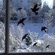 thumbnail image 4 of Pegatinas anticolisión para pájaros en ventanas, protección de puertas de vidrio y protección para pájaros, reflexión, 11 piezas, B, 4 of 5