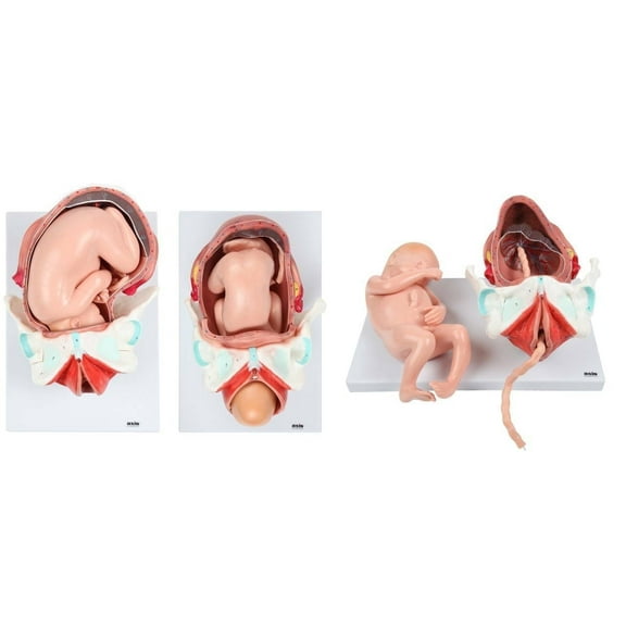 Axis Scientific 3-Stage Childbirth Process Anatomical Model, Numbered Set of 3 Birth Stages, Includes 1st Stage, Crowning of Head, Full Birth, Umbilical Cord, Placenta, Uterus, Manual