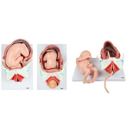 Axis Scientific 3-Stage Childbirth Process Anatomical Model, Numbered Set of 3 Birth Stages, Includes 1st Stage, Crowning of Head, Full Birth, Umbilical Cord, Placenta, Uterus, Manual