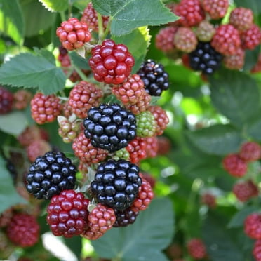 Chester BlackBerry Plant Root - Grow Your own Edible Garden - Ready to Plant - Live Blackberries - Perennial