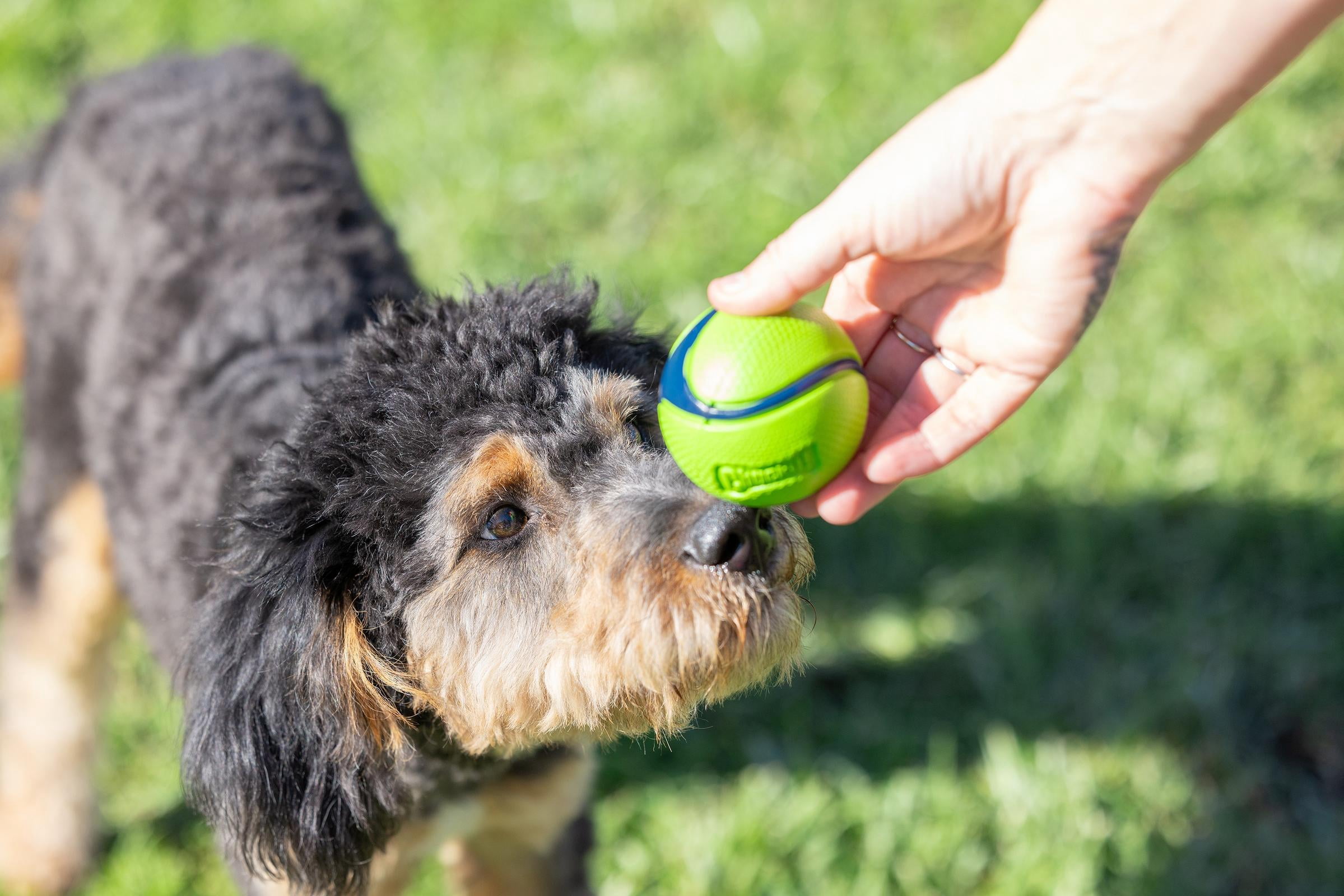 Chuckit! Sniff Scented Fetch Dog Balls Canister, Peanut Butter and Bacon Scented Rubber Toy for Dogs, Medium 2.5" for Pets 20 to 60 lbs, Pack of 4