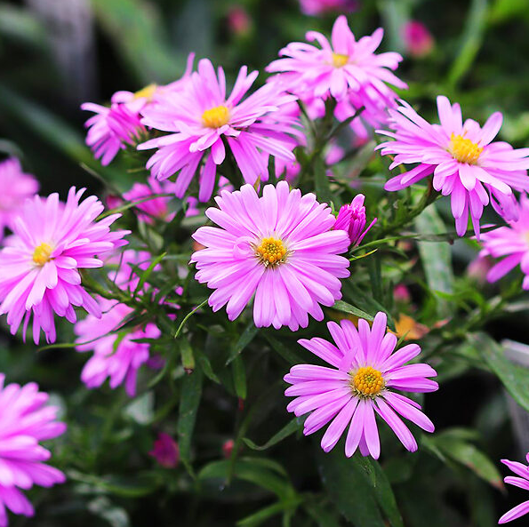 Hardy Aster Woods Pink Plants Live, Asters Perennial Live Plants, 5 to 7 Inc Tall, Flower Plant for Gardening Indoor