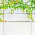 thumbnail image 4 of BALAHAPY Tornillo Para Celosía De Inoxidable Plateado Para Plantas Trepadoras Exterior Resistente, 4 of 8