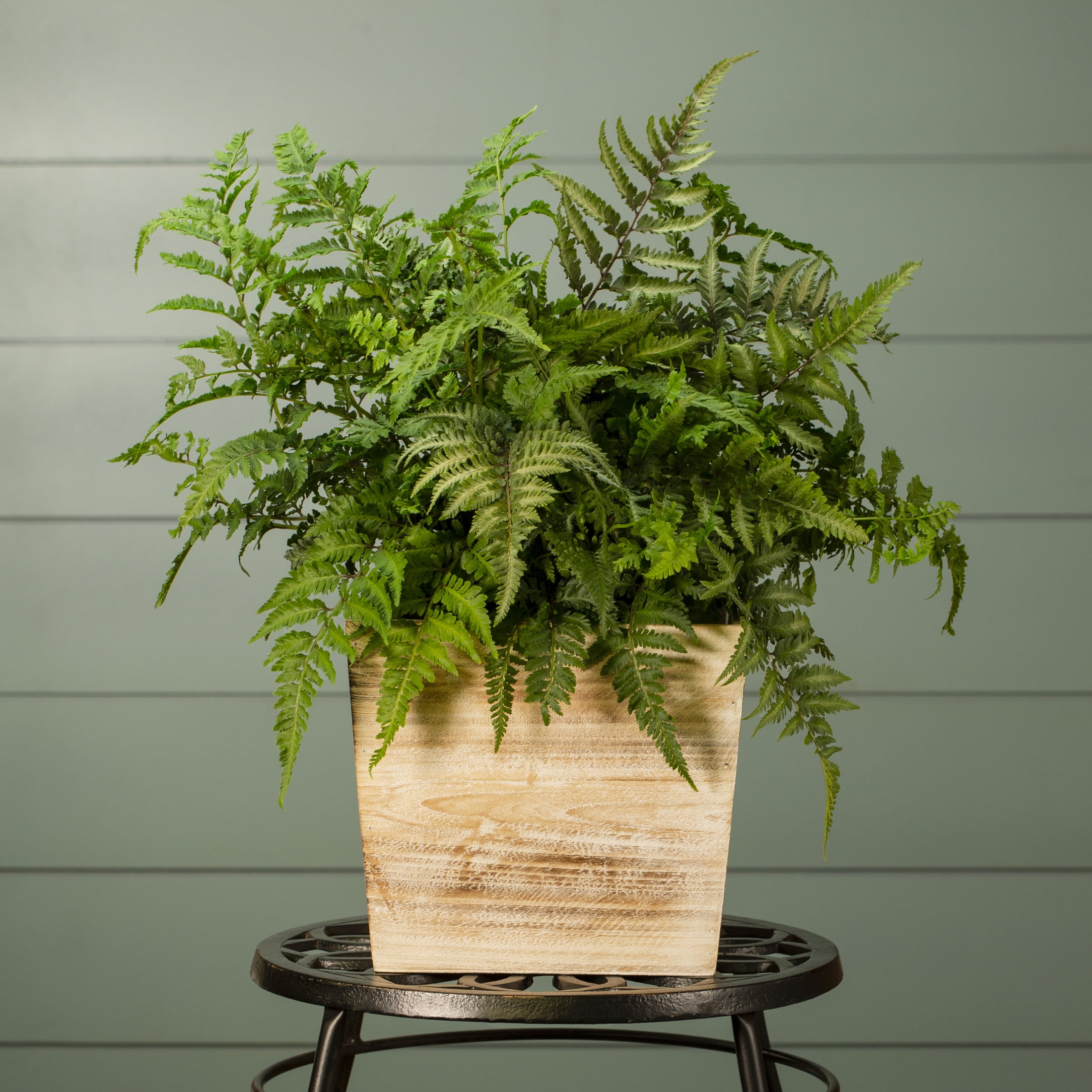 Expert Gardener 2QT Green Fern Live Perennial Plant Shade