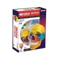 4d Didactic Exploded Human Skull Walmart
