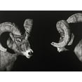 thumbnail image 2 of Chapman, Julie T. 32x25 White Modern Wood Framed Museum Art Print Titled - Wild Scratchboard I, 2 of 4