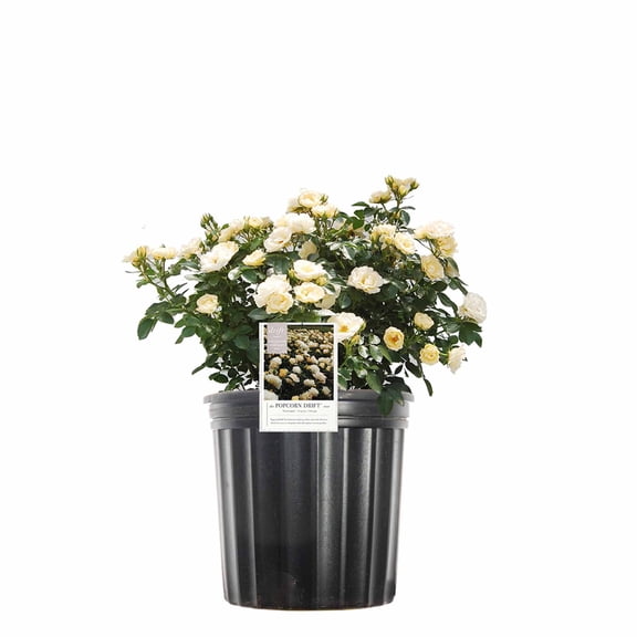 Perfect Plants Popcorn Drift® Rose 1 Gallon