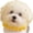 Yellow, variant on Anti Eating Cover for Small Dog and Cats Dogs Head Protector Cat Face Guard Head Net Mesh Snood Prevent Thorns Sticks Rocks