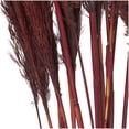 thumbnail image 4 of 43" Dried Plant Natural Foliage Pampas Grass Bouquet with Long Stems, by DecMode, 4 of 7