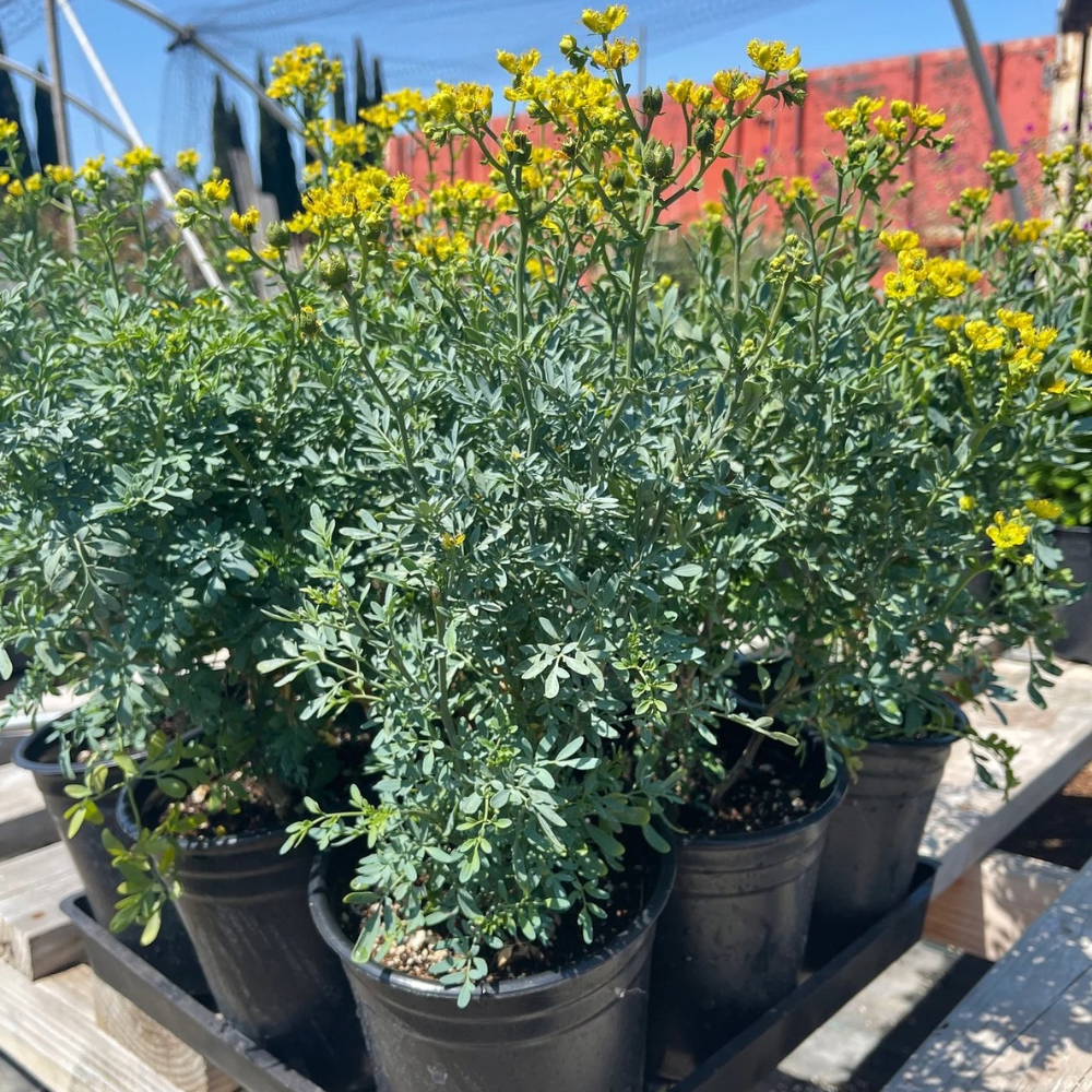 Rue Herb Common Rue Ruta Graveolens 1 gal Pot Live Plant