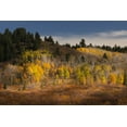 thumbnail image 2 of Jones, Adam 18x13 Gold Ornate Wood Framed with Double Matting Museum Art Print Titled - Autumn view of willows and aspen groves-Grand Teton National Park-Wyoming, 2 of 4