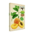 thumbnail image 2 of Trademark Fine Art 'Apricot Study I' Canvas Art by Melissa Wang, 2 of 4