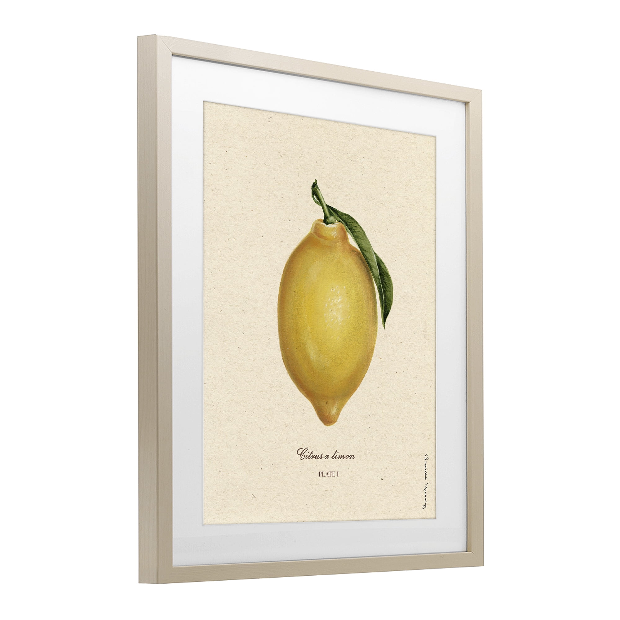 Stupell Industries Lemon Fruit Portrait Birch Framed Print Under Glass, design by Danielle Murray