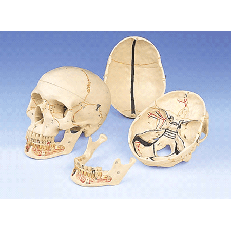 - 3B Anatomical Classic Skull w/ Opened Lower Jaw A22