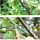 thumbnail image 5 of 100 Pieces Garden Clips Plant Support Clips, Reusable Plant Clips Plastic Rings, Durable Plant Clips Twisty Plant Rings For Supporting Climbing Plant, 5 of 5