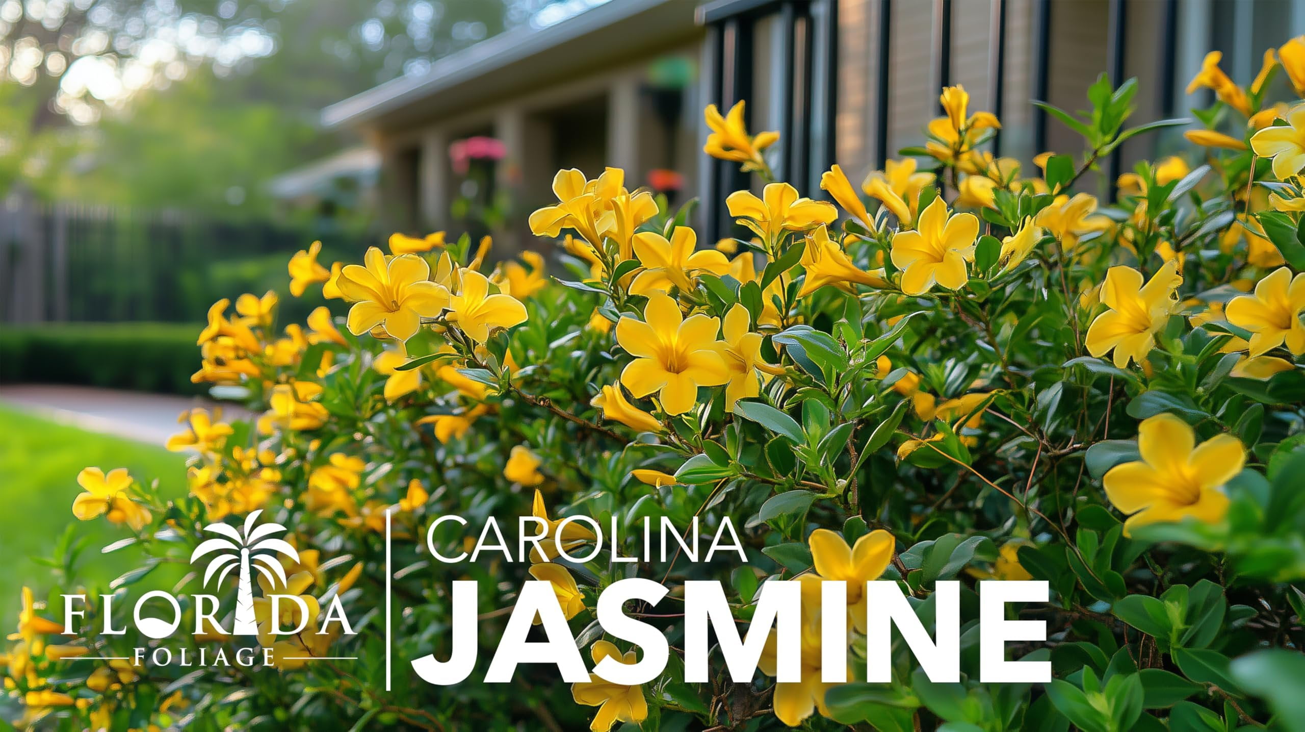 Carolina Jasmine  10 Live Plants  Gelsemium sempervirens  Fast-Growing Flowering Vine for Trellises & Fences  Climbing Landscape Plants