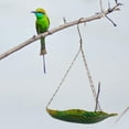 thumbnail image 3 of OULII 1Pack Metal Bird Feeder for Outdoors Hanging Simple Shape Blue 14.54X9.43X0.98in, 3 of 8