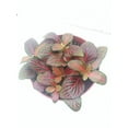 thumbnail image 2 of Hirts: House Plants Red Veined Nerve Plant, 2 of 3