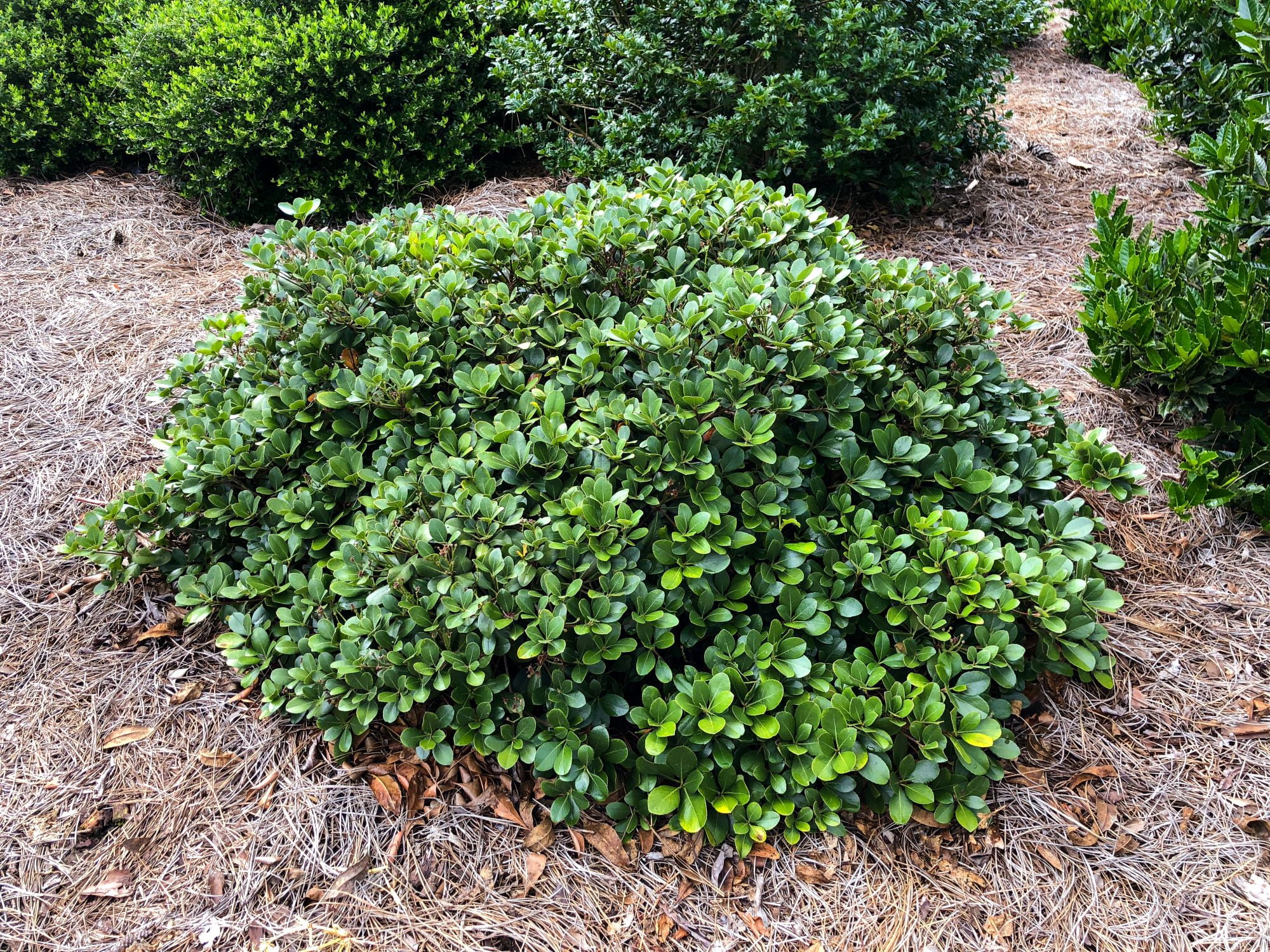 Southern Living Clean Sweep Snowbank Indian Hawthorne Live Shrub in 2-Gallon Grower Pot