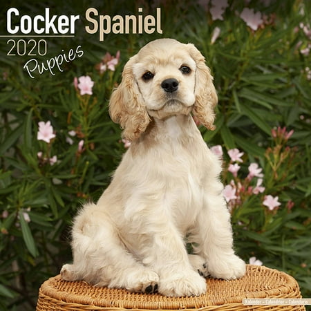 Puppies Wall Calendar - Cocker Spaniel Puppies Calendar 2019 - Cocker Spaniel Puppies Dog Breed Calendar - Cocker Spaniel Puppiess Premium Wall Calendar 2018-2019