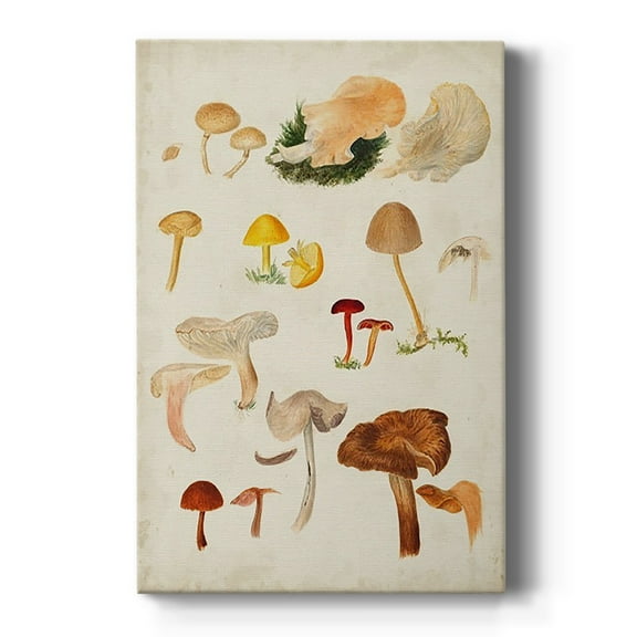 Mushroom Species XII Premium Gallery Wrapped Canvas - Ready to Hang