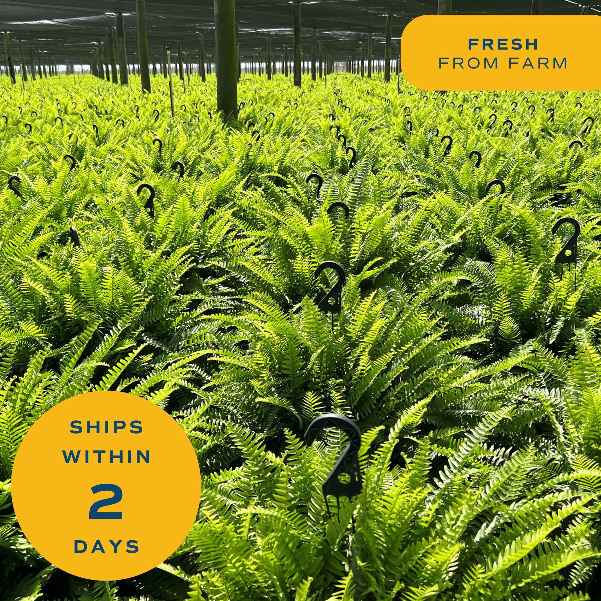 Expert Gardner 36" Boston Fern Live Plants in 12" Grower Pot