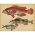 thumbnail image 2 of Strack, Friedrich 14x12 Gold Ornate Wood Framed with Double Matting Museum Art Print Titled - Species of Fish II, 2 of 4