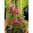thumbnail image 2 of Amanda Marie Red Flowering Clematis Vine Dormant Bare Root Perennial Starter Plant, One Plant per Offer, 2 of 4