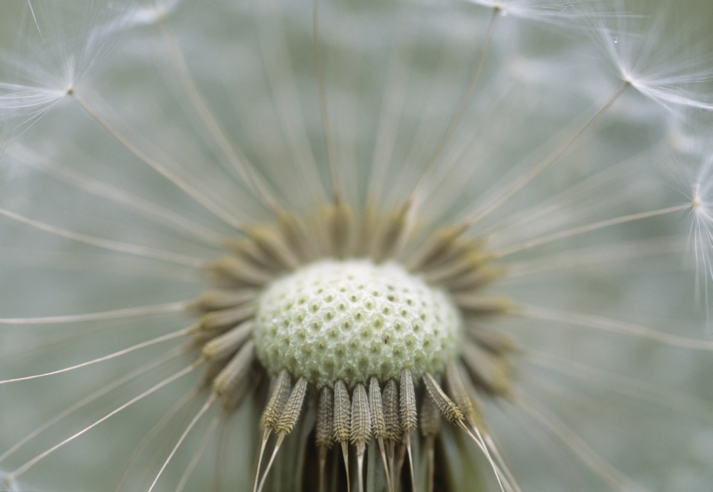 Closeup Of Dandelio