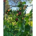3 Heritage Best Everbearing Raspberry Mature Size Plants Thornless Zone
