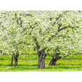 thumbnail image 2 of Gulin, Sylvia 14x12 Gold Ornate Wood Framed with Double Matting Museum Art Print Titled - Oregon-Hood River-spring blooming apple tree orchard, 2 of 4