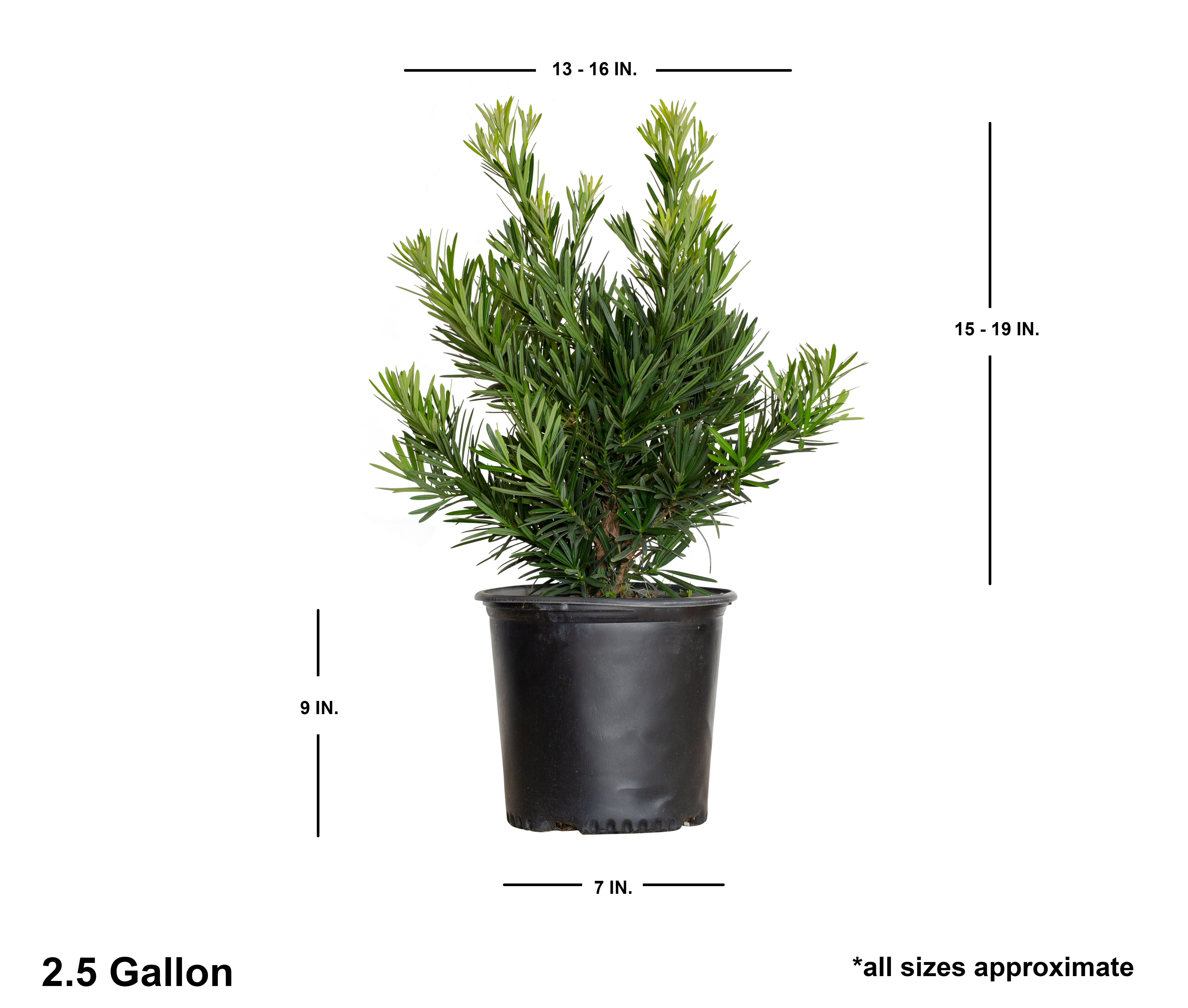 Expert Gardener Pringles Dwarf Podocarpus Yew (2.5 Gallon) Evergreen Shrub with Needle-like Foliage - Live Plant
