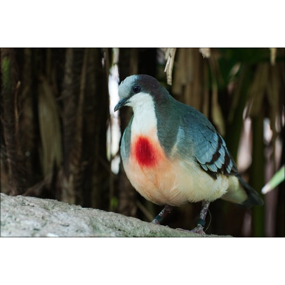24"x36" Gallery Poster, Luzon Bleeding-Heart