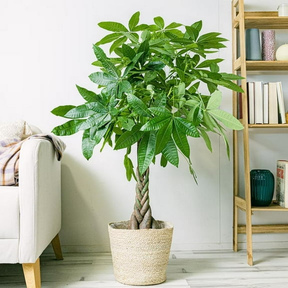 Money Tree-Pachira aquatica-Indoor Plant  6" Pot