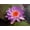 Purple, variant on Live Water Lily Tubers | Pre-Grown Hardy Lily Rhizome in White, Pink, Red, Yellow, Orange, Purple (Purple)