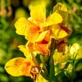 10+ Perennial Canna Cleopatra OIF8 Flower Plant Seed OutdoorExotic