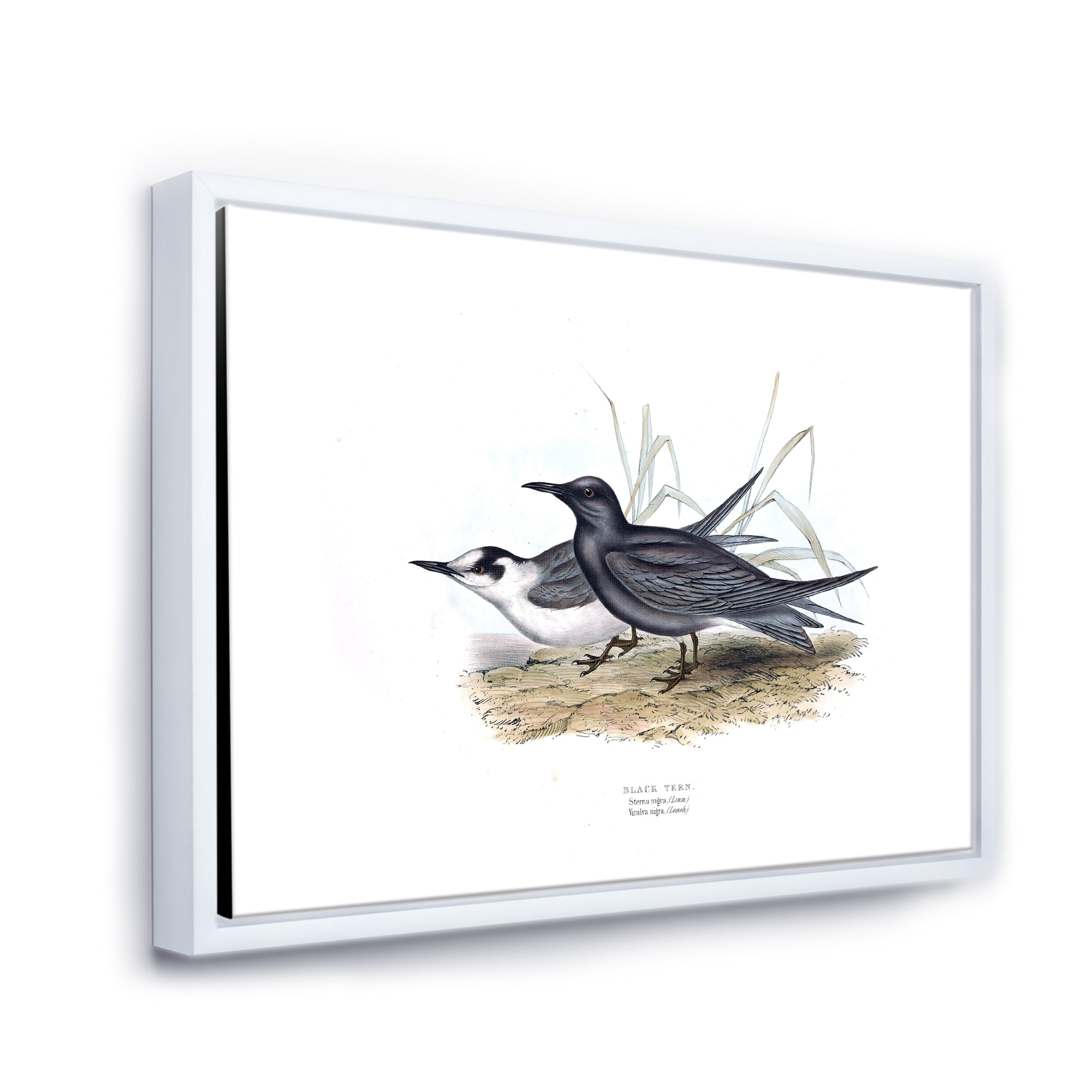 Designart 'Ancient Bird Of Europe II' Traditional Framed Canvas Wall Art Print