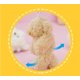thumbnail image 2 of Mini oso de peluche de 14cm para niños y niñas TUNC Sencillez, 2 of 5