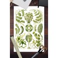 thumbnail image 2 of Art Forms of Nature, Siphoneae (Algae), Ernst Haeckel Artwork (12x18 Wall Art Poster, Room Decor), 2 of 3