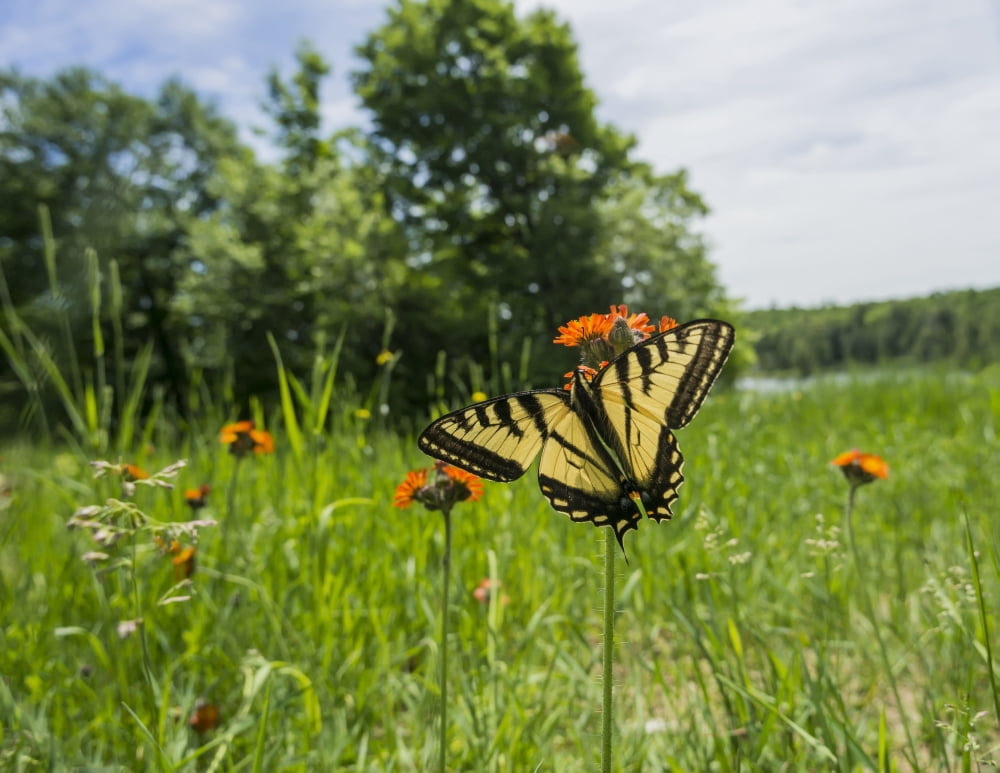 Eastern Tiger Swall