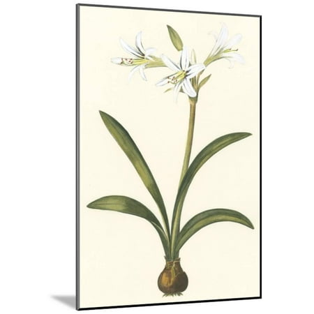 Belladonna Two Light - Belladonna Lilies II Wood Mounted Print Wall Art