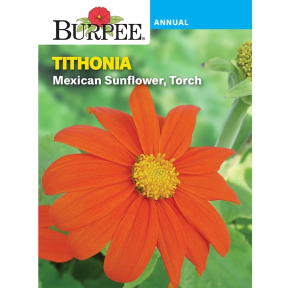 Burpee Mexican Sunflower Torch Tithonia, Annual Flower Seed, Full Sun