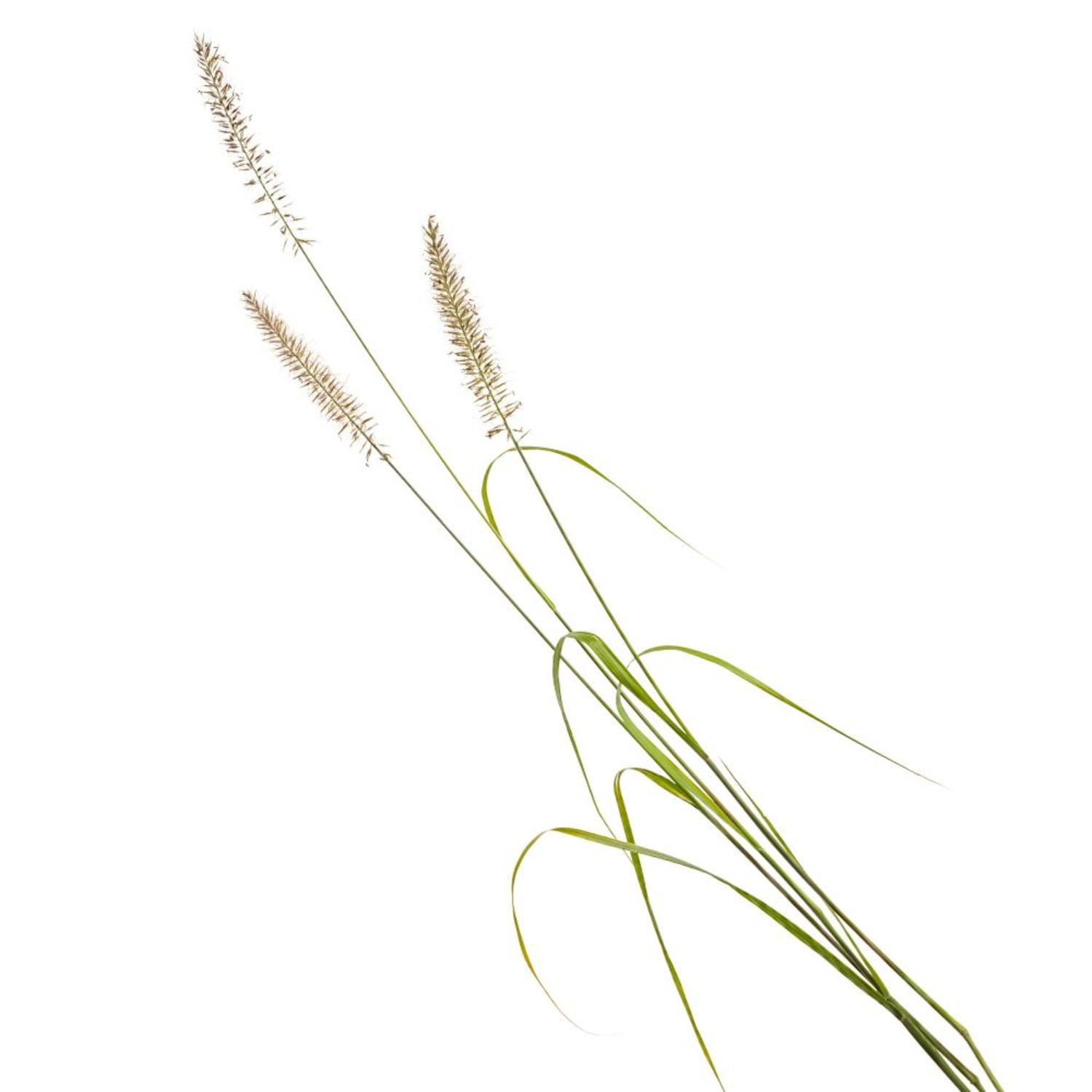Proven Winners 6" Yellow Prairie Winds 'Lemon Squeeze' Fountain Grass Live Plant in 6.5" Pot