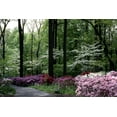 thumbnail image 2 of Azalea Pink Ruffle - 30 Live Plants - Pink Flowering Rhododendron Shrub, 2 of 6