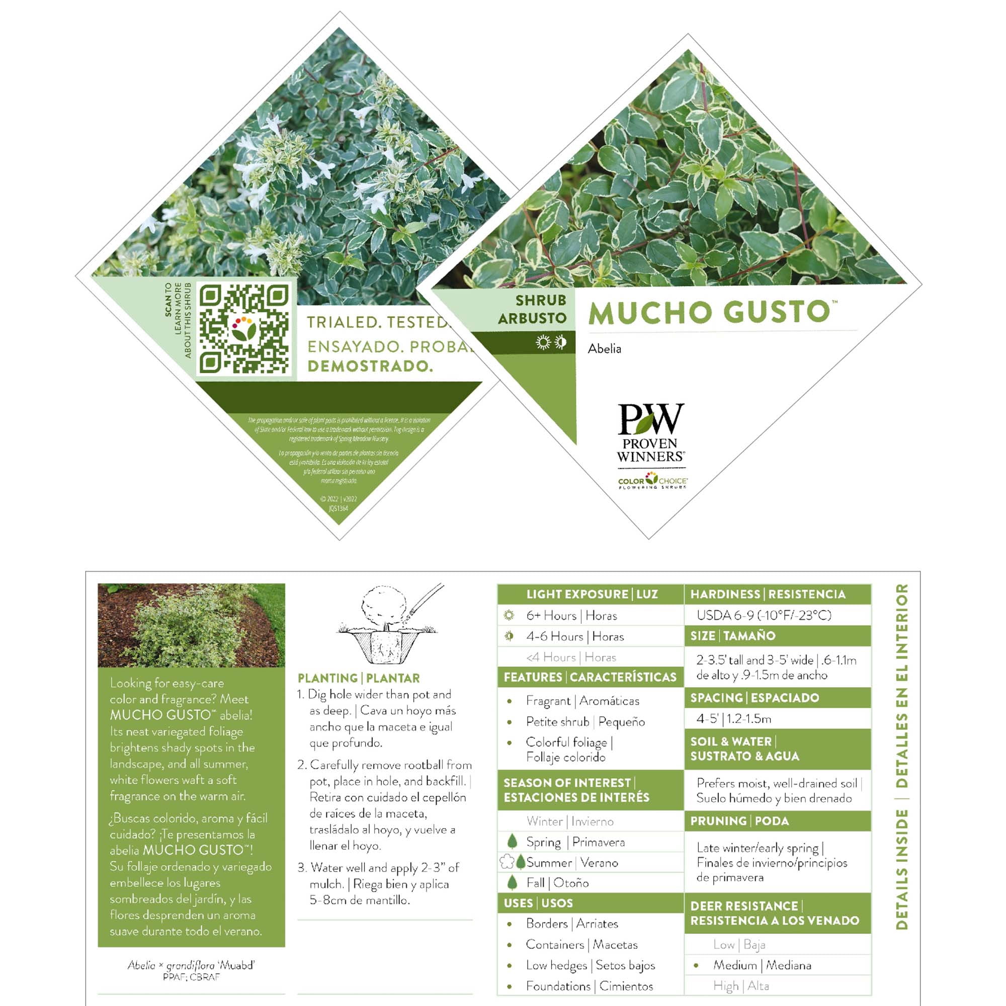 Proven Winners ColorChoice Mucho Gusto Abelia Live Shrub (2 Gallon)