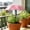 Pink, variant on Miwamany Plants Sun Shade Umbrella Mini UVs Protection Parasol With Ground Stake Adjustable For Potted Plants Succulents Herbs Balcony Garden And Outdoor Protection